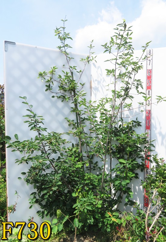 ジューンベリー　特大 楽天市場】【現品】ジューンベリー 株立ち 特大 苗木 樹高1.9m