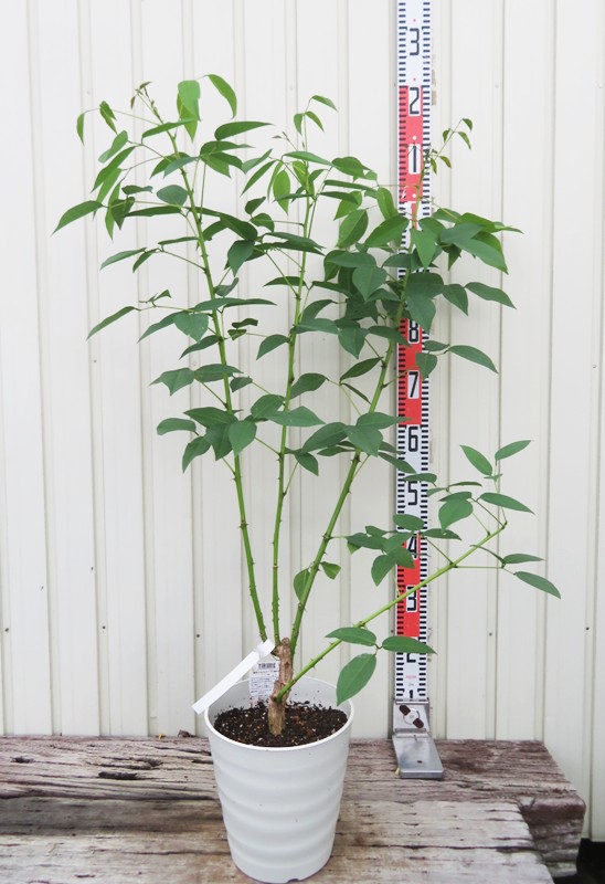 サイカス　タイシルバー　５号鉢 サイカス タイシルバー 5号鉢 現品］【希少】26番 サイカス