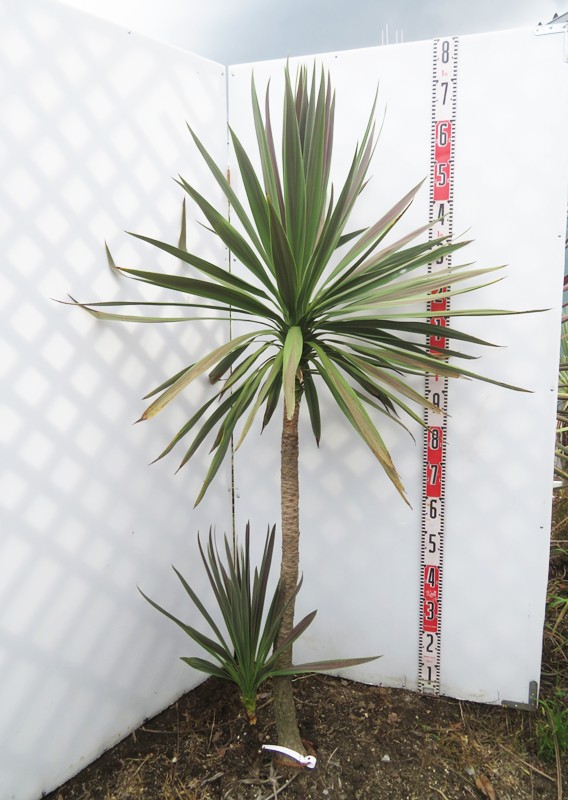 楽天市場】ユッカ リギダ 苗木 5号鉢【h14sotoni】 : 千草園芸