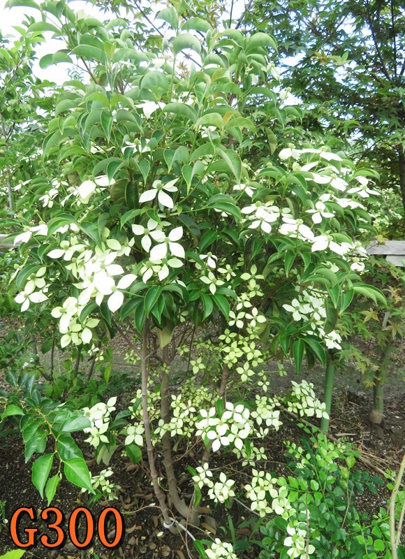 ■オオデマリ■白花■約H180cm■大株■ imgrc0111397807.jpg
