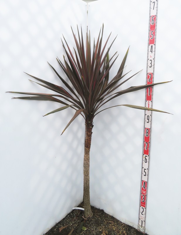 楽天市場】【現品】ドラセナ コルジリネ コーヒークラシック W110cm