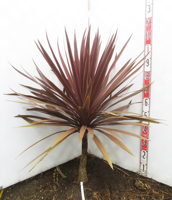 楽天市場】【現品発送】ソテツ（蘇鉄) 10号鉢植え 苗木【AK】118