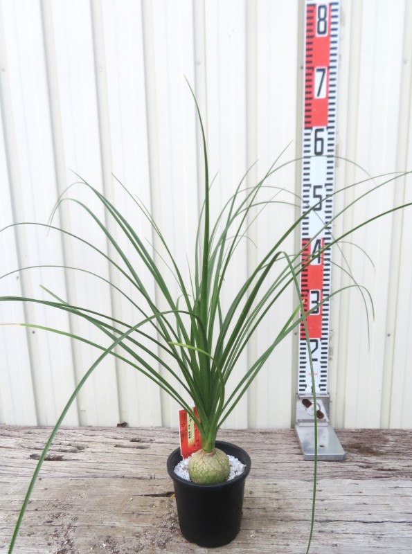 【現品】トックリヤシ　椰子　7号　Ⅱ トックリヤシ 7号鉢植え の通販 | 園芸ネット