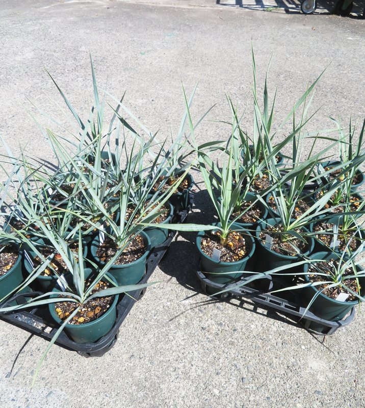 楽天市場】クサントロエア ブラックボーイ 3.5号ポット植え(h34