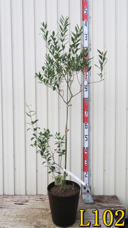 オリーブの木　ホジブランコ　10号　約70cm　K-84古木　人気品種　一点物 楽天市場】【現品発送】オリーブの木 オヒブランカ
