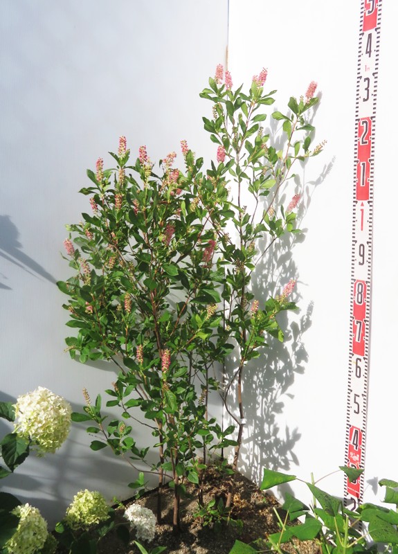 楽天市場】【現品】アメリカハナズオウ ルビーフォールズ 苗木 8号