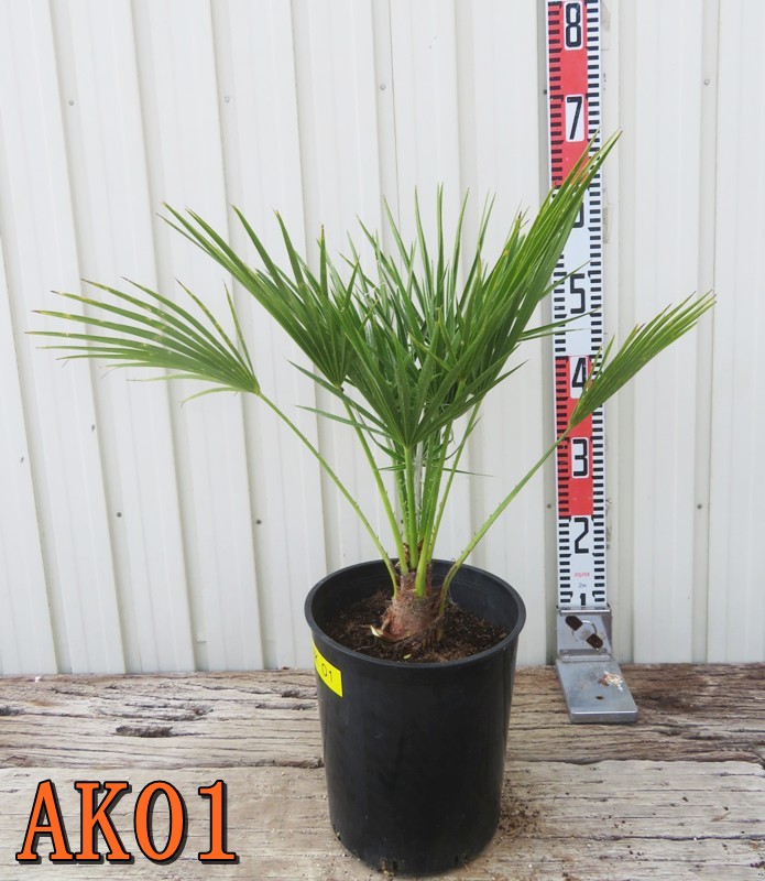 楽天市場】【現品】チャメロプス ボルケーノ 12号鉢植え【産直
