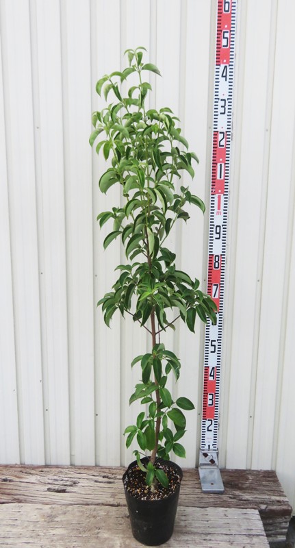 楽天市場】【現品発送】斑入りタイサンボク 苗木 8号セラアート鉢植え