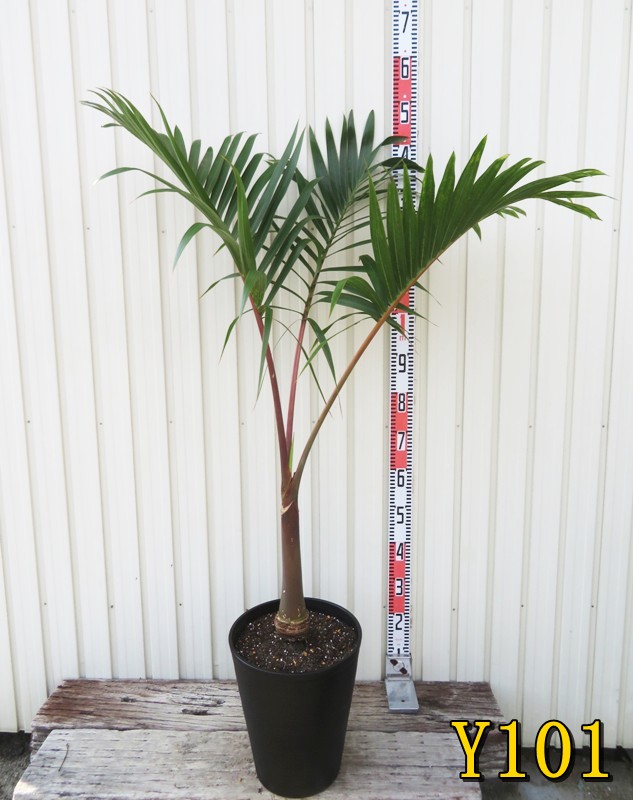 楽天市場】希少品種 観葉植物：トックリヤシ(徳利椰子)*大型