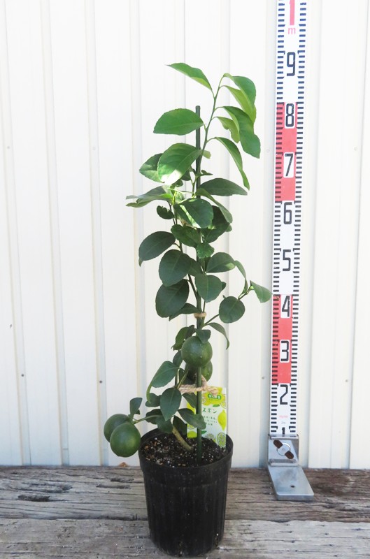 楽天市場】金豆(キンズ) 4.5号鉢植え 苗木 : 千草園芸