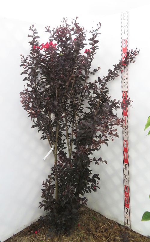 サルスベリ ブラックパール レッド 大株株立ち❣️人気品種 約1.4m 6号宅急便 サルスベリ ブラックパール® | PROVEN WINNERS (PW)【植物の国際