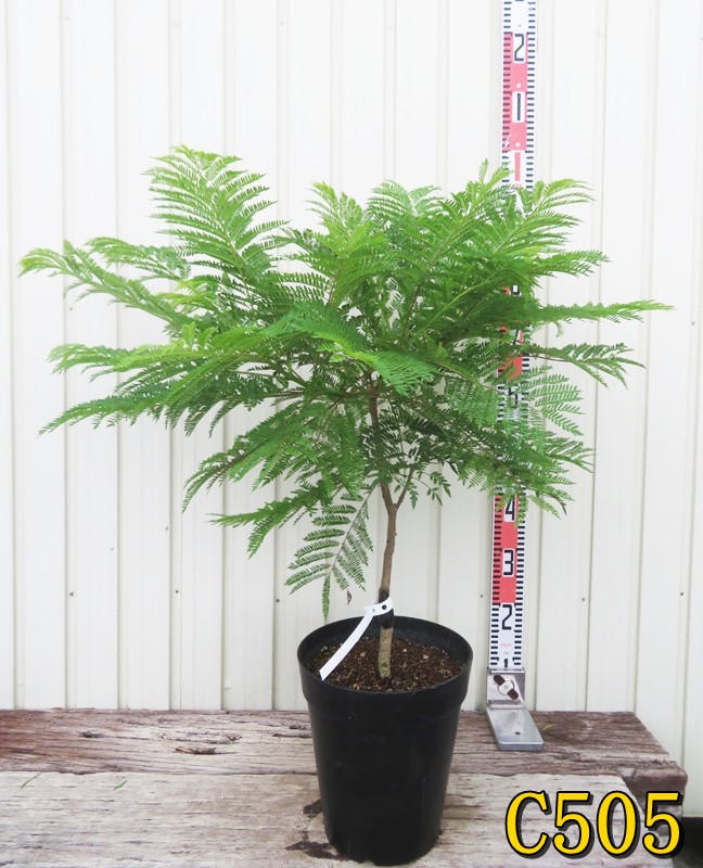 ジャカランダ 苗木 ジャカランダ 苗 販売 苗木部 By 花ひろばオンライン