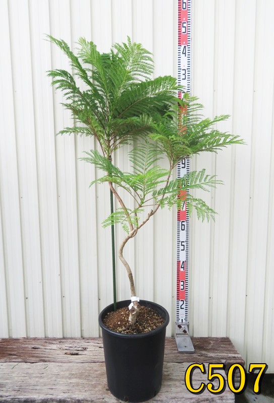 楽天市場】ジャカランダ ブルーブロッサム ビューイング 6号