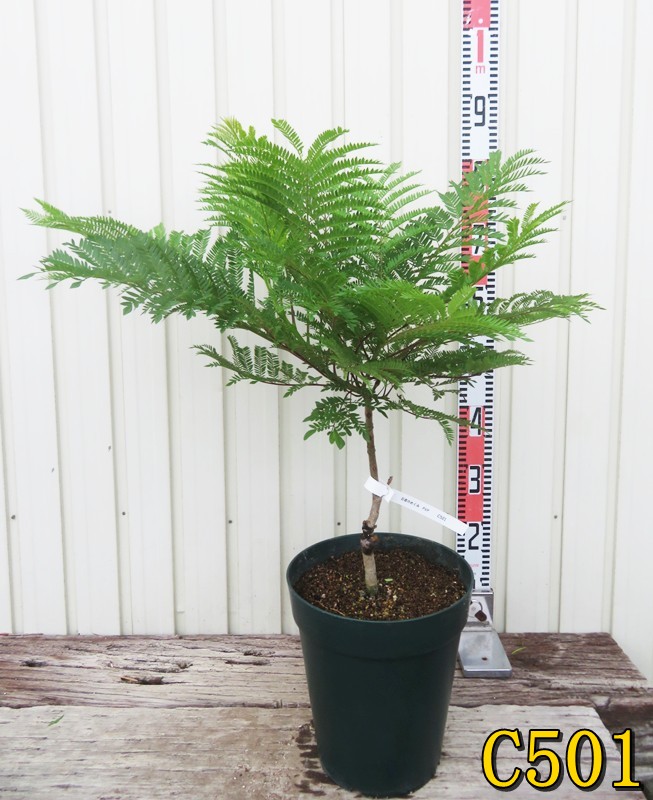 楽天市場】【現品発送】矮性ジャカランダ ブルーブロッサム