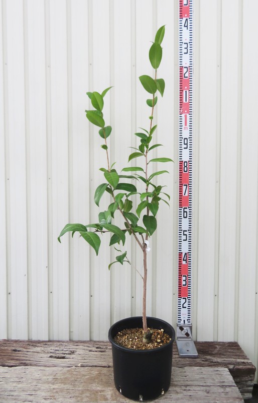 ツバキの鉢植え (雪車) 江戸時代に改良された品種 ツバキの鉢植え (雪車) 江戸時代に改良された品種