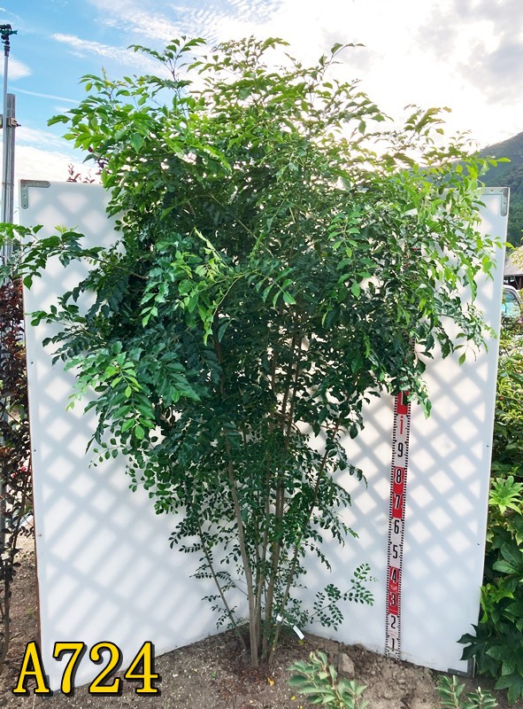 シマトネリコ/大株立ち【現品発送】管理70693 シマトネリコ/大株立ち【現品発送】管理70693 - メルカリ