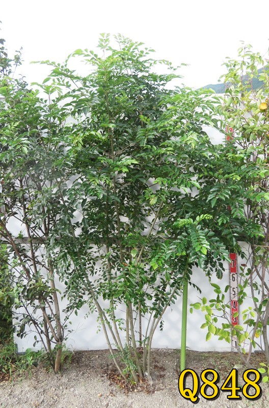 楽天市場】シマトネリコ 株立ち 苗木 5本セット 樹高60cm【新緑