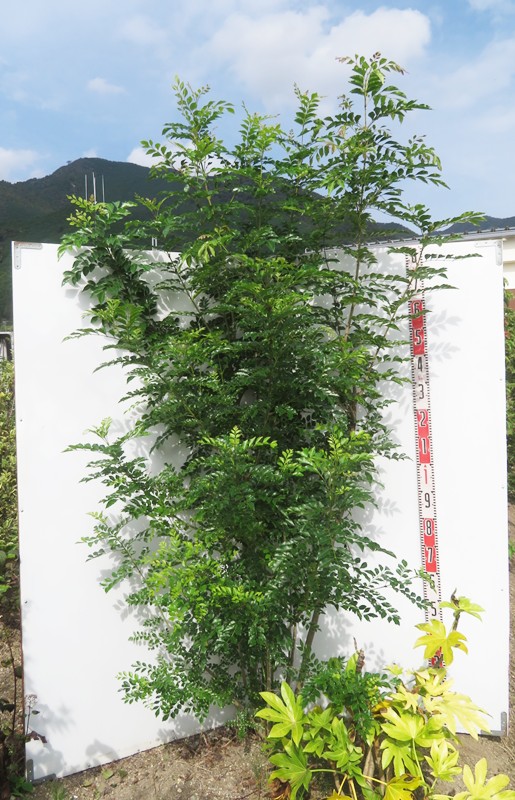 楽天市場】シマトネリコ 株立ち 苗木 5本セット 樹高60cm【新緑