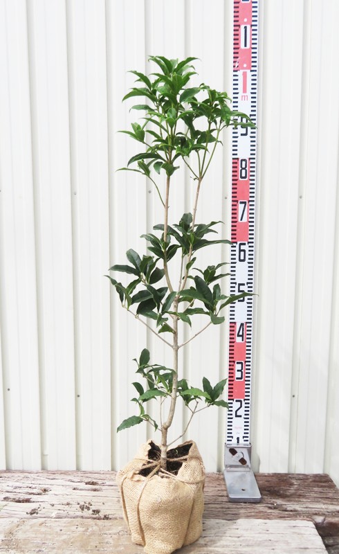 蘇轍　ソテツ 楽天市場】【限定1点】 蘇鉄（ソテツ：2頭）極太 1.5m Cycas