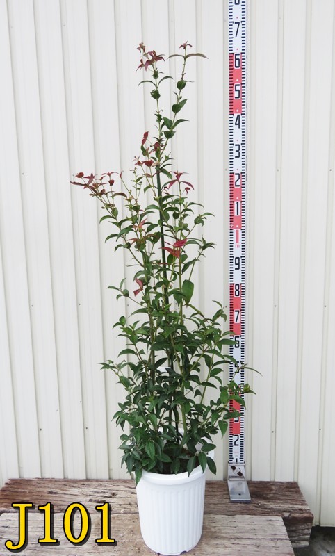 楽天市場】【現品】モミジ アンバーゴースト 苗木 7号鉢植え 50667