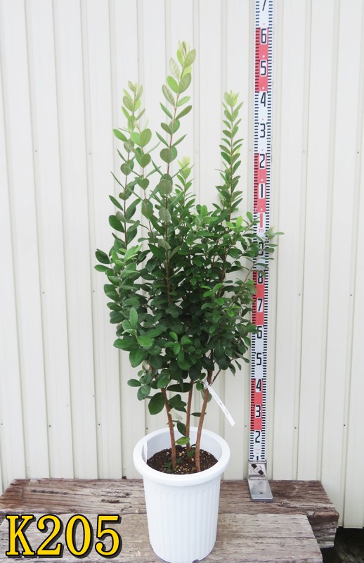 楽天市場】フェイジョア 苗木 実生苗 株立ち（2本立ち） 6号