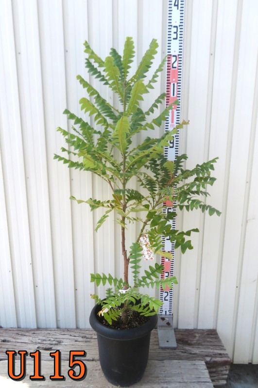 【選べる現品】バンクシア グランディス 8号鉢植え|千草園芸