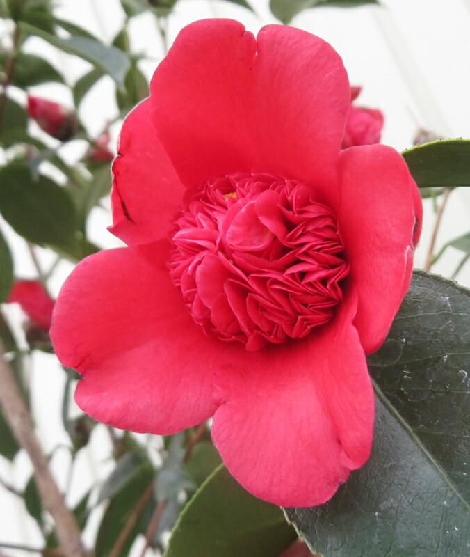 楽天市場】椿(ツバキ)紅卜伴（ベニボクハン）卜伴錦（ボクハンニシキ