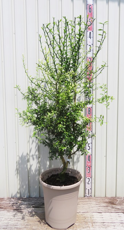 楽天市場】【選べる現品】フィンガーライム ピンク 特大苗木 12