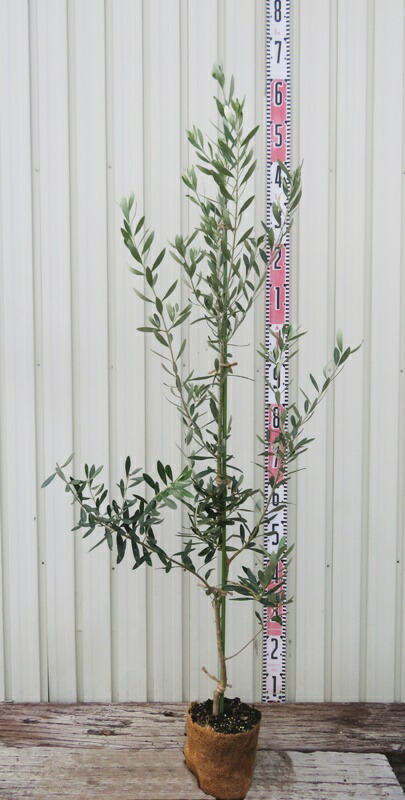 ①　オリーブの木　『コロネイキ』 15号　特大苗木　最高等級 楽天市場】【現品】オリーブの木 コロネイキ 苗木 樹高約1.6m