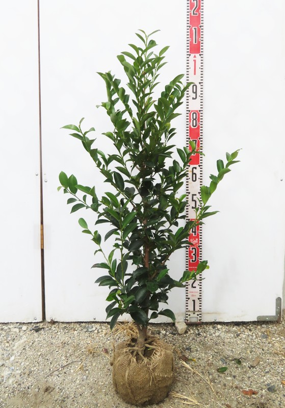 楽天市場】榊（サカキ） 6号 苗木(z04) : 千草園芸