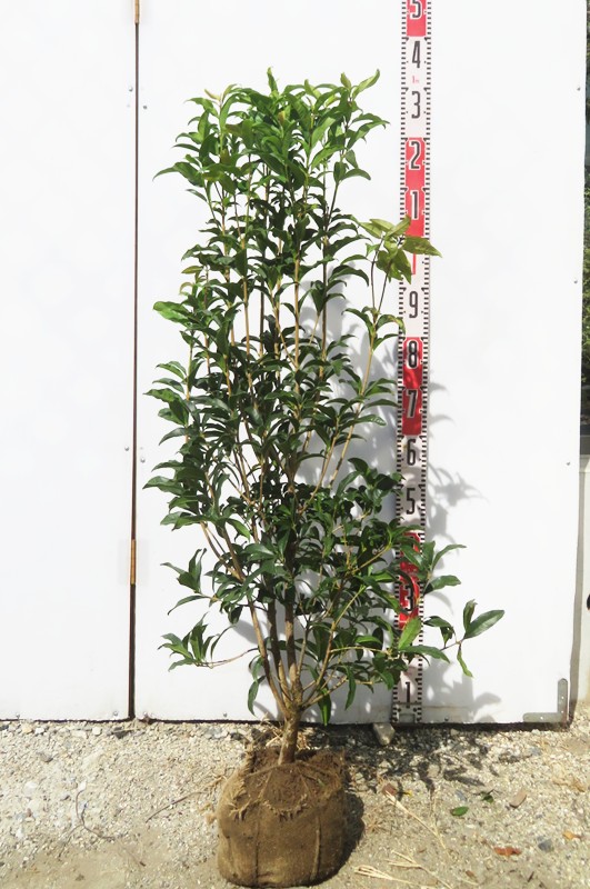 発送できません。金木犀　フレグランスレッドの苗木一つ。きんもくせい　キンモクセイ itempost_1-itanse-2458