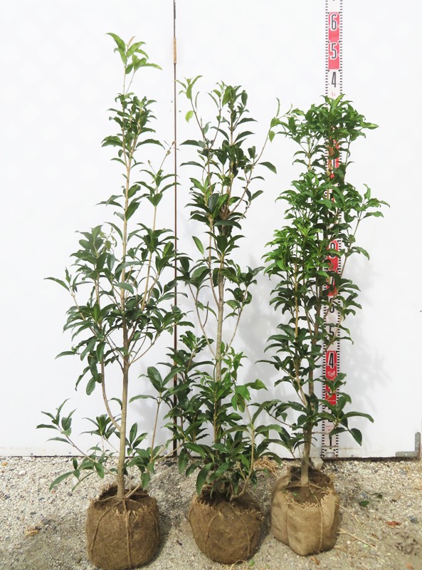 発送できません。金木犀　フレグランスレッドの苗木一つ。きんもくせい　キンモクセイ できません 金木犀 フレグランスレッドの苗木一つ きんもくせい