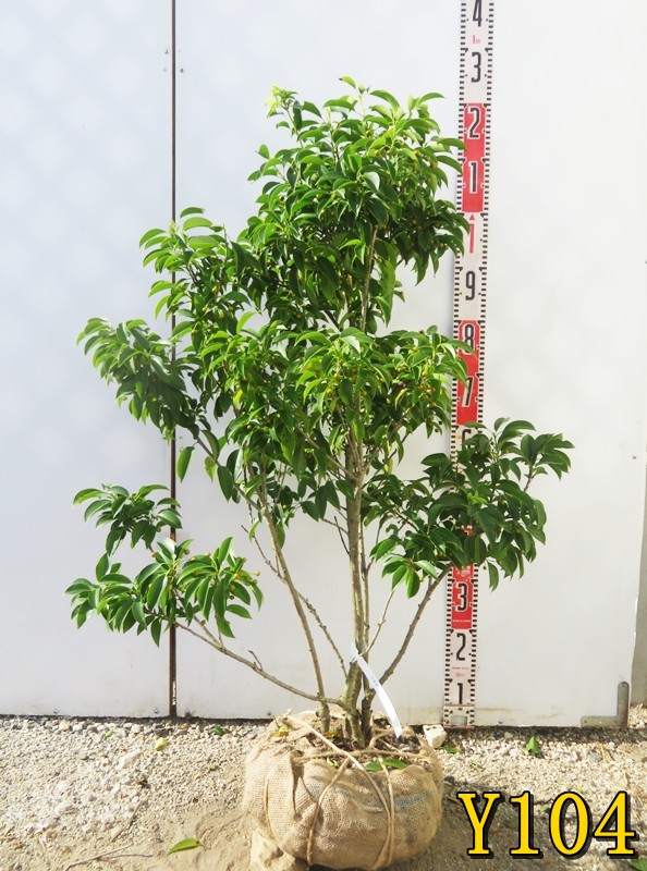 楽天市場】【現品】ソヨゴ 苗木 株立ち 雌株（メス株） 樹高約1.4m