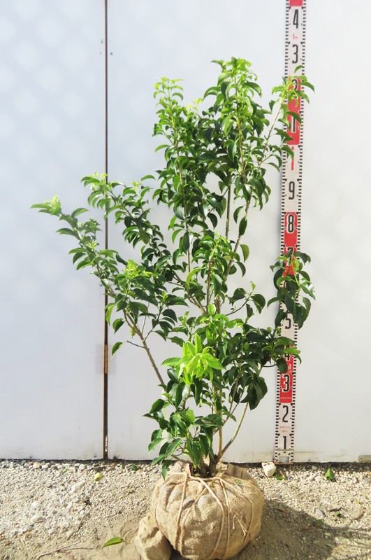楽天市場】【現品】ソヨゴ 苗木 株立ち 雌株（メス株） 樹高1.4