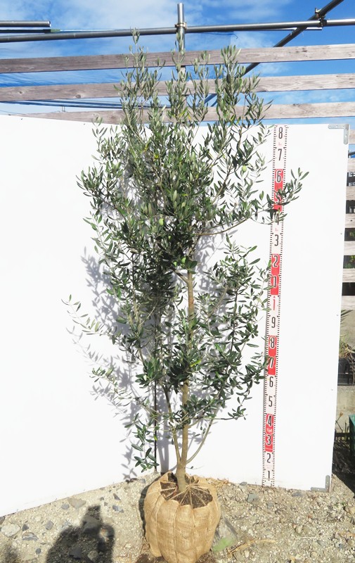 オリーブの木 マウリィーノ 8号 約110cm NO.577 希少品種 一点物 希少・柳
