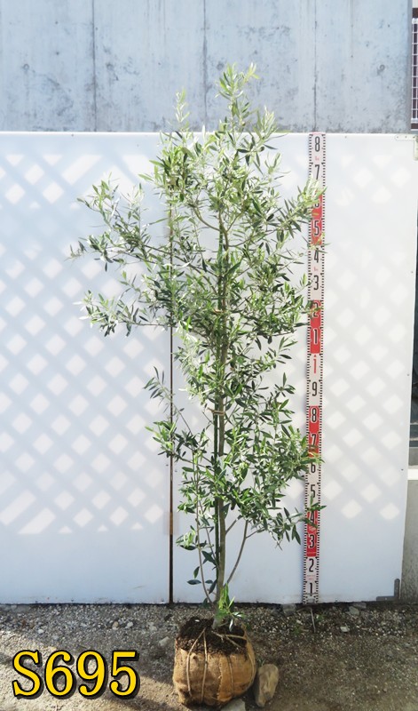 楽天市場】【選べる現品発送】オリーブの木 アルベキナ 苗木 樹高1.9m