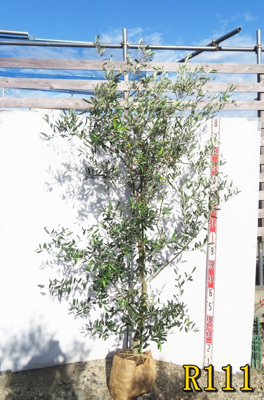 楽天市場】【選べる現品】オリーブの木 ルッカ 苗木 7号フレグラー