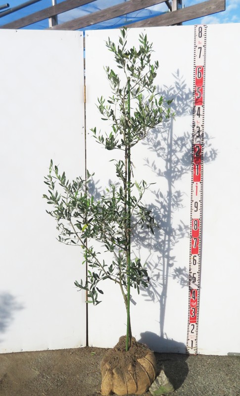 楽天市場】【現品発送】オリーブの木 シプレシーノ 苗木 樹高1.8m