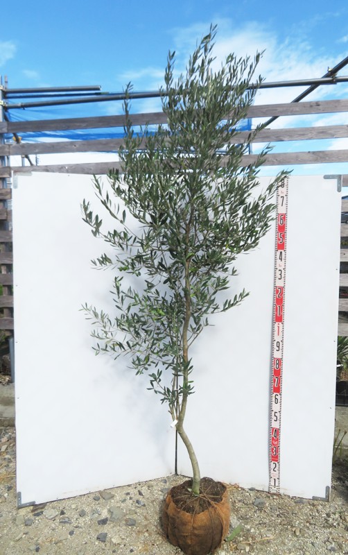 楽天市場】【現品発送】オリーブの木 ヘレナ 苗木 12号フレグラー