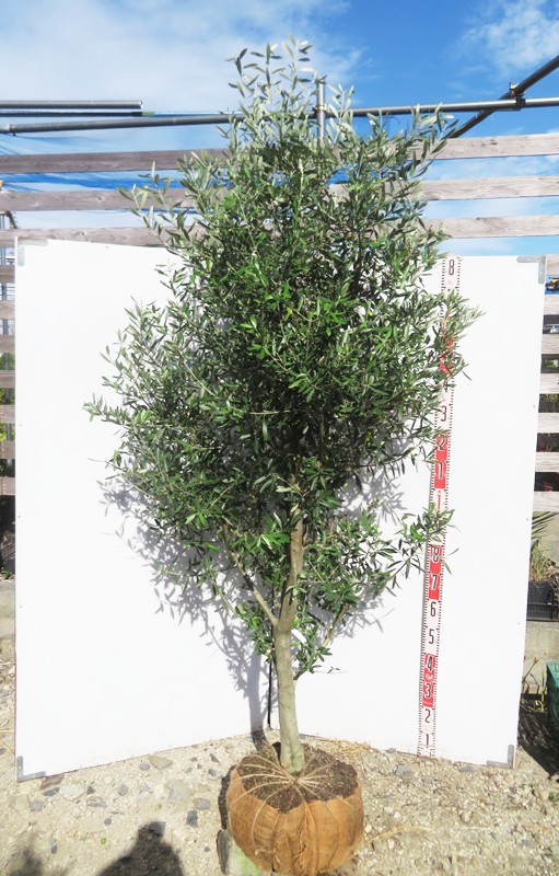 楽天市場】【現品発送】オリーブの木 マウリィーノ（マウリーノ