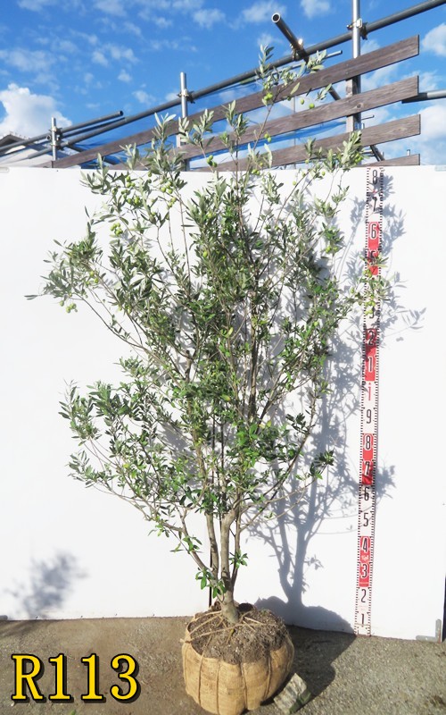 オリーブの木　アルベキナ 観葉植物 オリーブ 10号 アルベキーナ エコストーンGray 付き