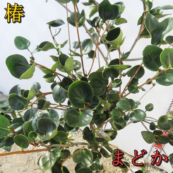 楽天市場】【現品】椿（ツバキ）百合絞（ユリシボリ）苗木 樹高1m S690