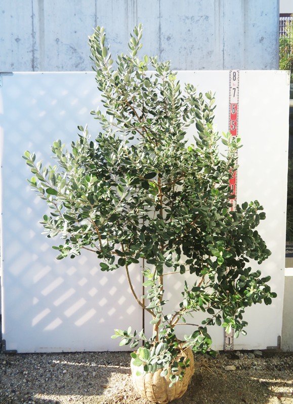 優良フェイジョア株立ち1.5M(鉢底から)品番C 楽天市場】フェイジョア 1.5m 株立ち大苗 【大型宅配便】 北海道