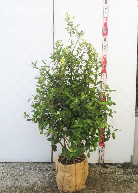 優良フェイジョア株立ち1.5M(鉢底から)品番C フェイジョア 株立ち 約1.5m 規格販売 植木 苗木 大苗 お買い得