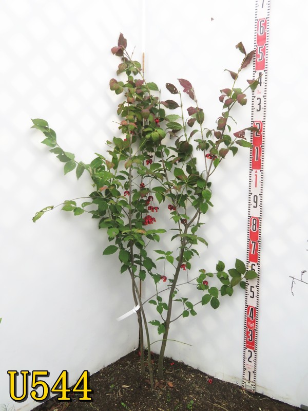 【選べる現品】オオツリバナ 株立ち 苗木 樹高約1.2m~|千草園芸