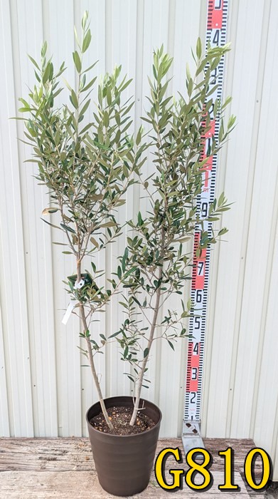 オリーブの木　シプレシーノ　7号　約100cm　NO.536　人気品種　一点物 オリーブの苗木 シプレッシーノ【果樹の苗木 7号白テーパード鉢