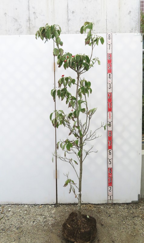 はなみずき　1001 imgrc0101171014.jpg