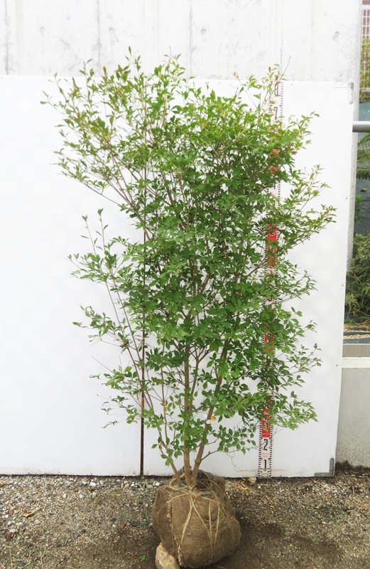 楽天市場】【現品】ドウダンツツジ 苗木 W60cm×D50cm×H90cm R713《花