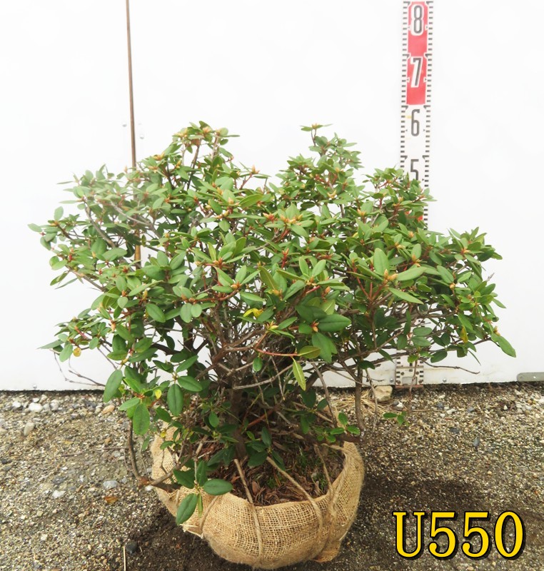 楽天市場】【現品発送】アカヤシオツツジ(赤八汐) 苗木 樹高約30cm