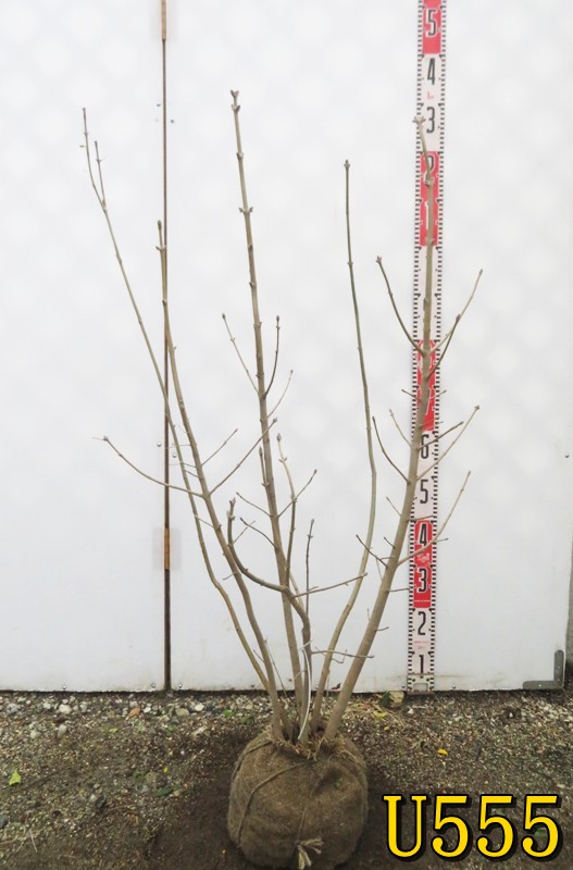 【選べる現品】アオダモ　株立ち　苗木　樹高約90cm～